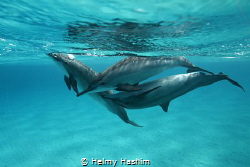 DOLPHINS HAVING FUN by Helmy Hashim 